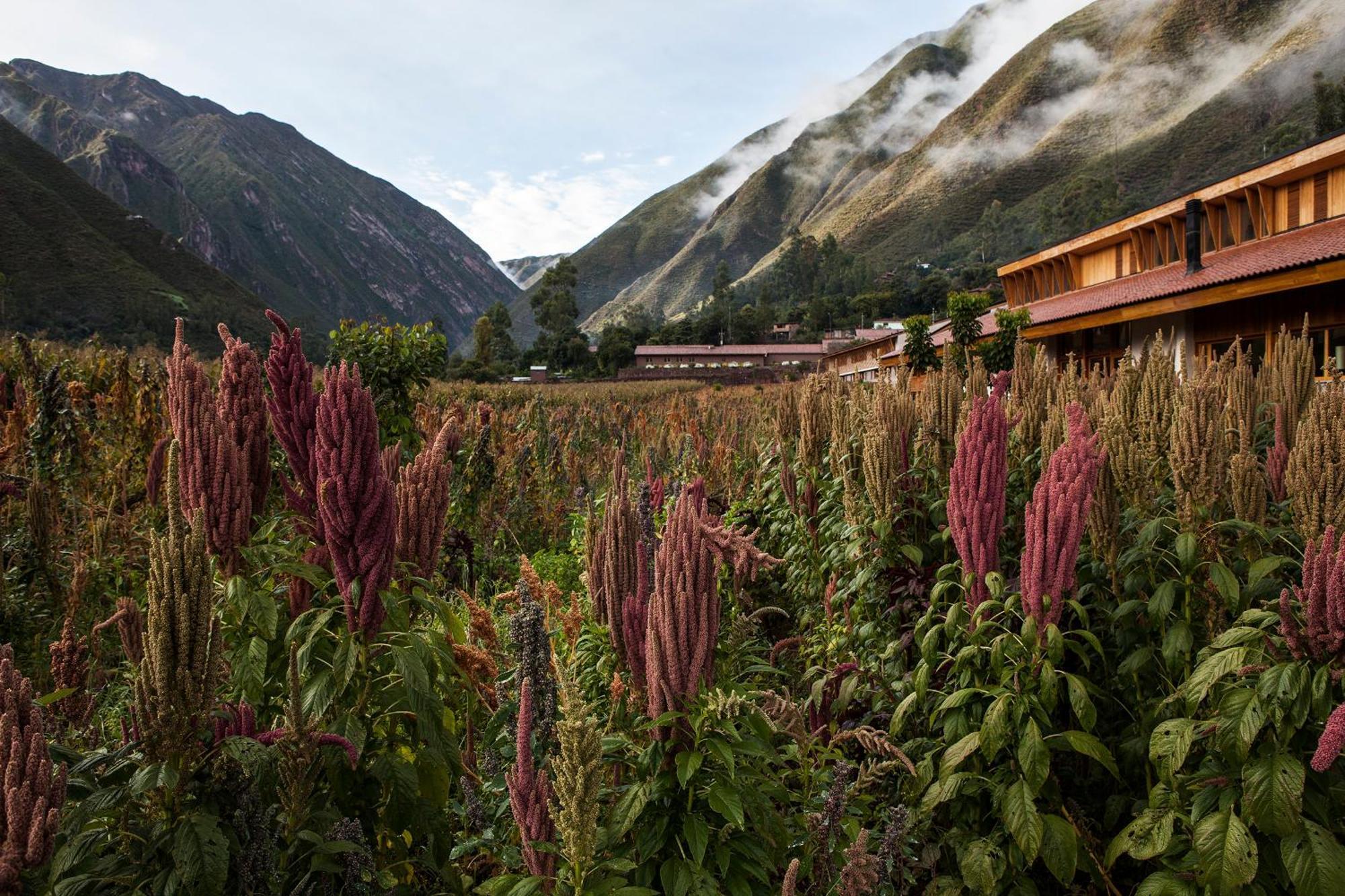 Explora Valle Sagrado Urubamba Eksteriør bilde